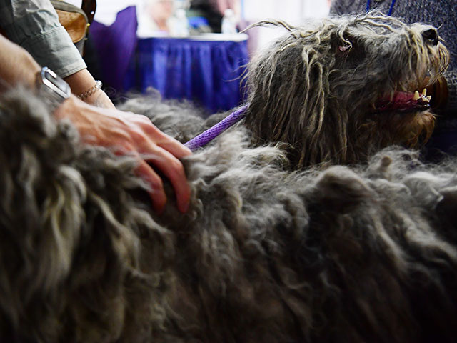 "Meet The Breed": конкурс самых ловких собак Нью-Йорка