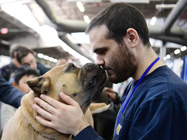 "Meet The Breed": конкурс самых ловких собак Нью-Йорка