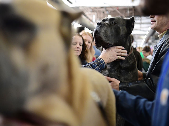 "Meet The Breed": конкурс самых ловких собак Нью-Йорка