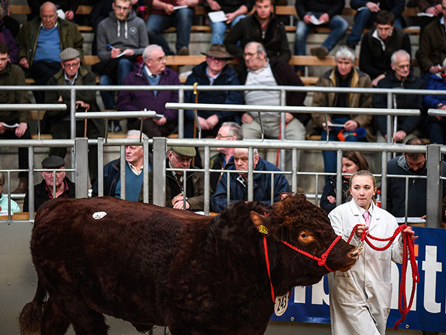 Аукцион быков в Шотландии