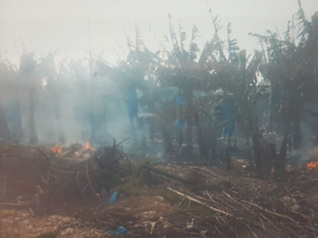 Петарды, брошенные вандалами, вызвали пожар на банановой плантации в Кфар-Галим