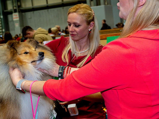 Выставка собак Crufts 2019