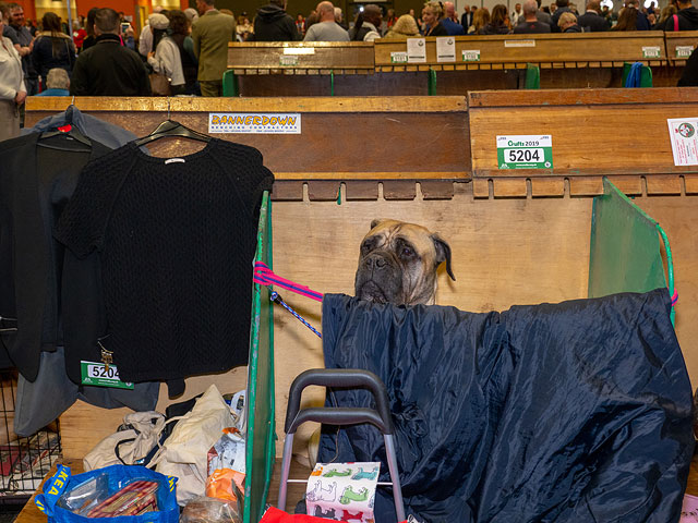 Выставка собак Crufts 2019