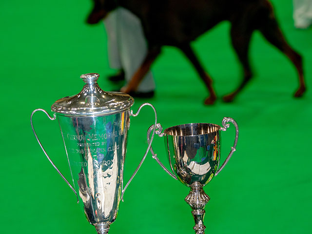 Выставка собак Crufts 2019