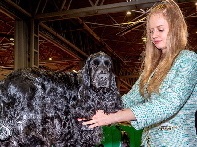 Выставка собак Crufts 2019