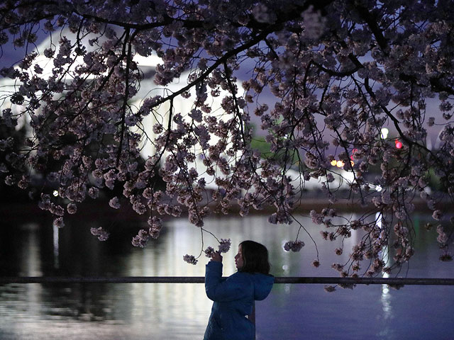 Розовое великолепие: разгар цветения вишни в Вашингтоне