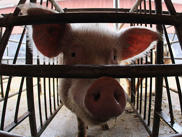 Ученые США возродили мозг свиньи через 4 часа после смерти