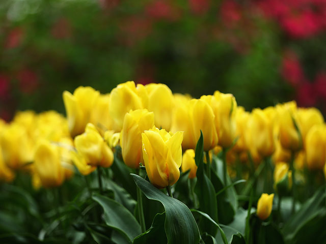 Цветочный рай: 800 сортов тюльпанов в Лиссе