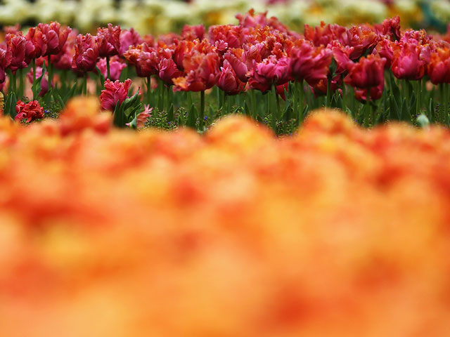 Цветочный рай: 800 сортов тюльпанов в Лиссе