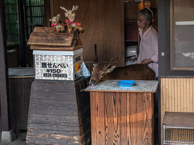 Дикие олени Нары. Фоторепортаж из сердца Японии 