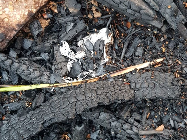 В лесу Кисуфим вспыхнули пожары, подозрение на "огненные шары"  