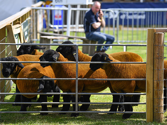 Royal Highland Show