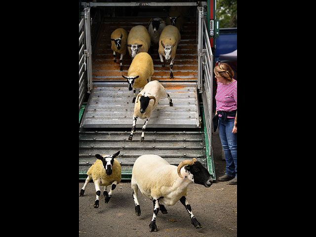 Royal Highland Show