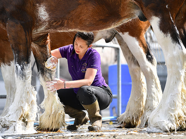 Royal Highland Show