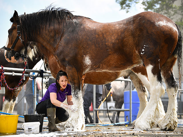 Royal Highland Show