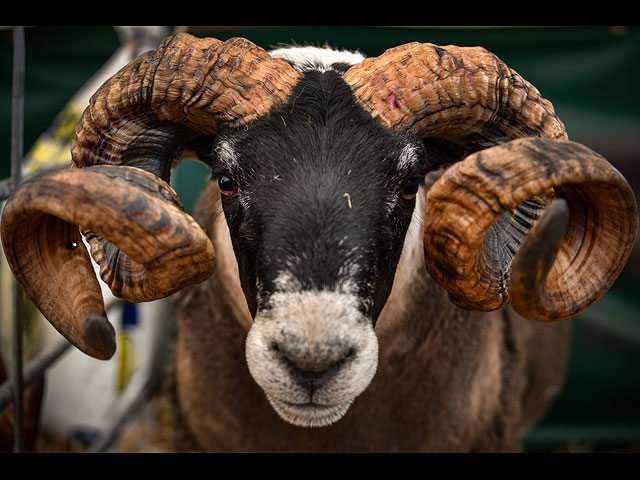 Royal Highland Show 