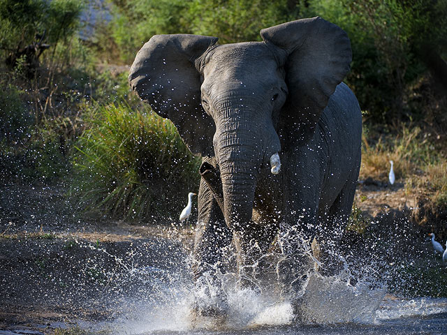 В Ботсване слон затоптал фермера, охранявшего ранчо