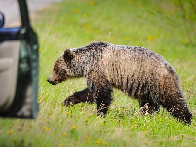 В США медведь "угнал" автомобиль и устроил ДТП