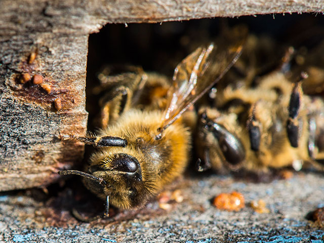 Массовая гибель пчел России: эксперты винят пестициды  