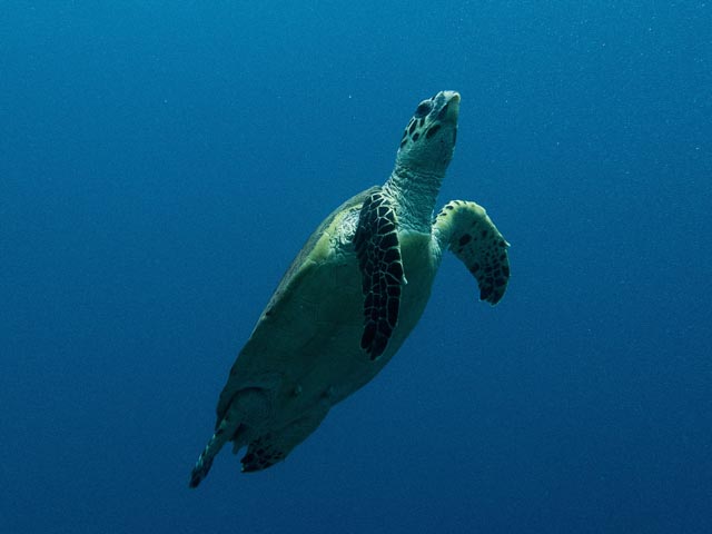 Морской патруль спас черепаху, запутавшуюся в рыболовной сети у берегов Хайфы
