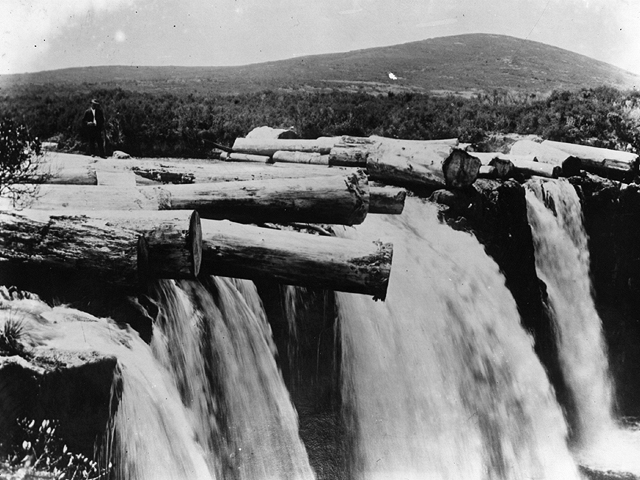 Лесосплав в Новой Зеландии, 1906 год