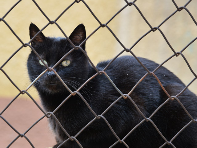 В Татарстане обнаружена кошка-наркокурьер, доставлявшая гашиш заключенным