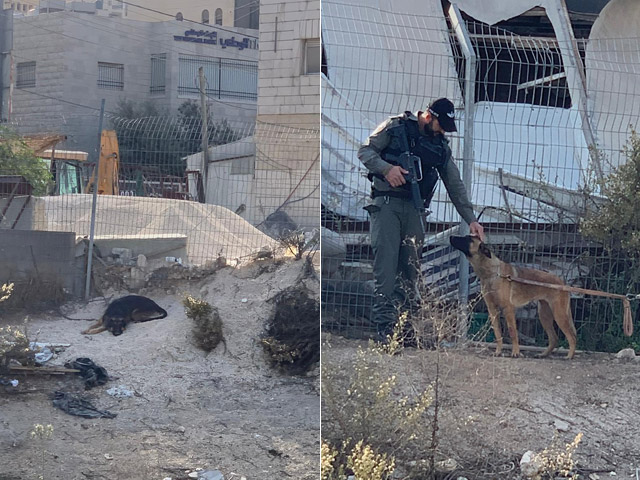 Израильские пограничники спасли трех собак на границе Иерусалима и ПА