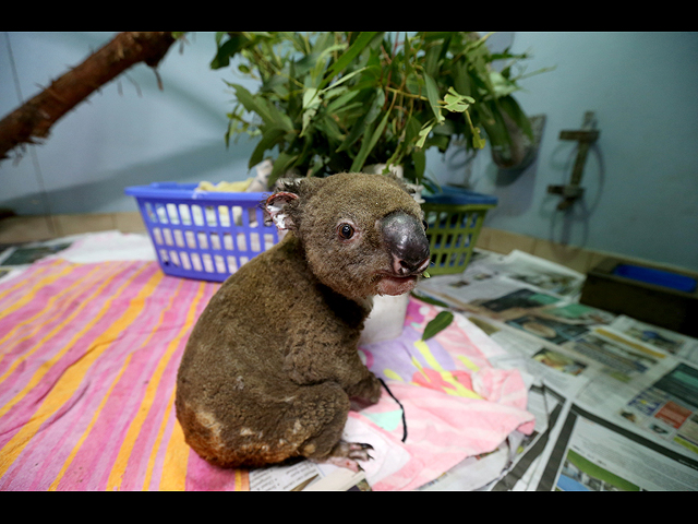 Спасение коал после сильнейших пожаров в Австралии. Фоторепортаж
