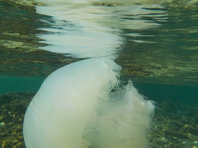 Зимнее нашествие медуз около средиземноморского побережья Израиля. 21 декабря 2019 года