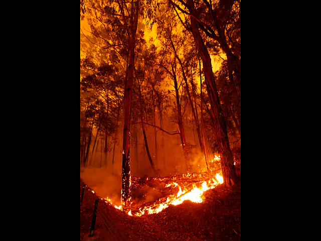 Австралия в огне: горят леса, гибнут уникальные животные