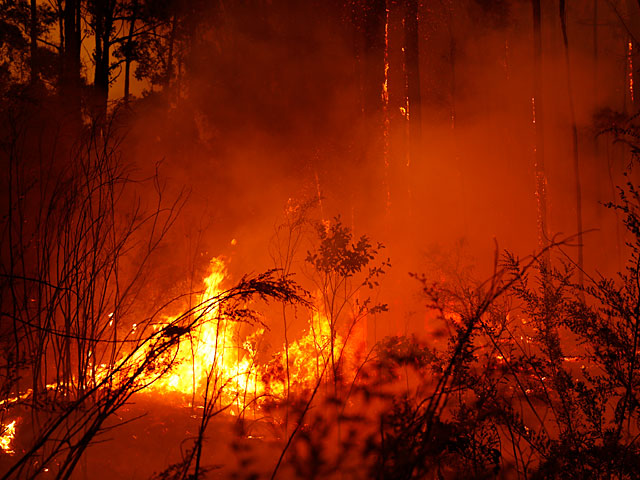 Австралия в огне: горят леса, гибнут уникальные животные