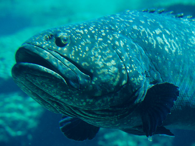 У берегов Флориды пойман 160-килограммовый морской окунь &#8211; самая старая рыба Америки