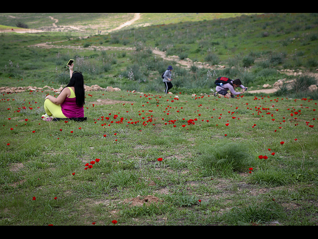 Весеннее цветение в Израиле. Фотогалерея