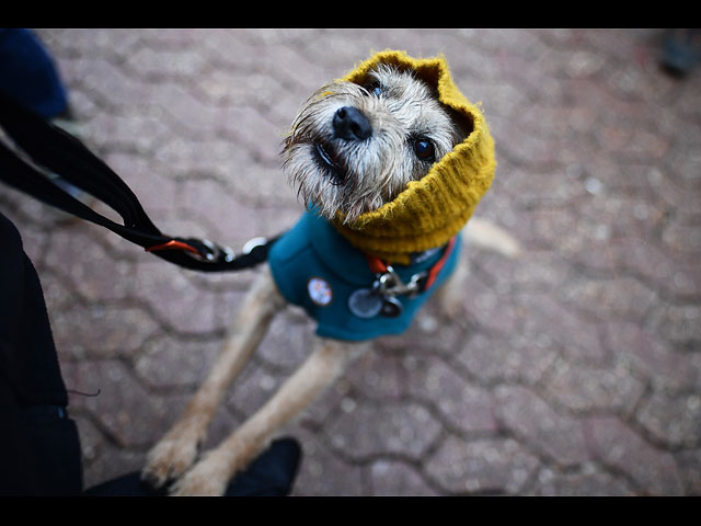 Crufts Dog Show 2020: собаки со всего мира на выставке в Бирменгеме. Фоторепортаж