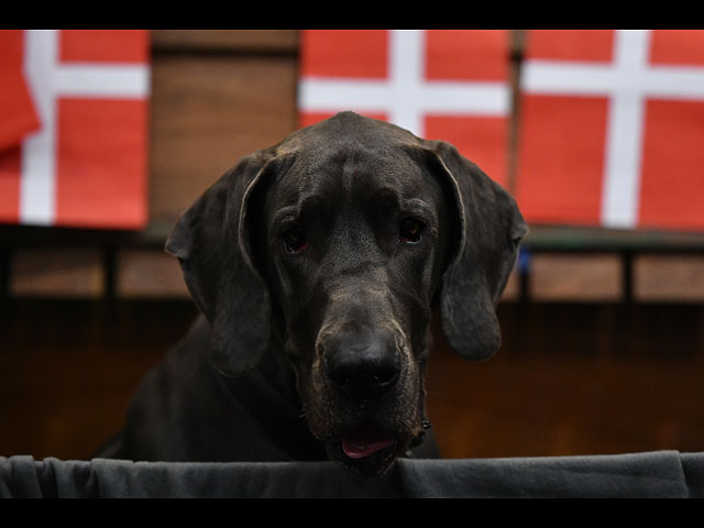 Crufts Dog Show 2020: собаки со всего мира на выставке в Бирменгеме. Фоторепортаж