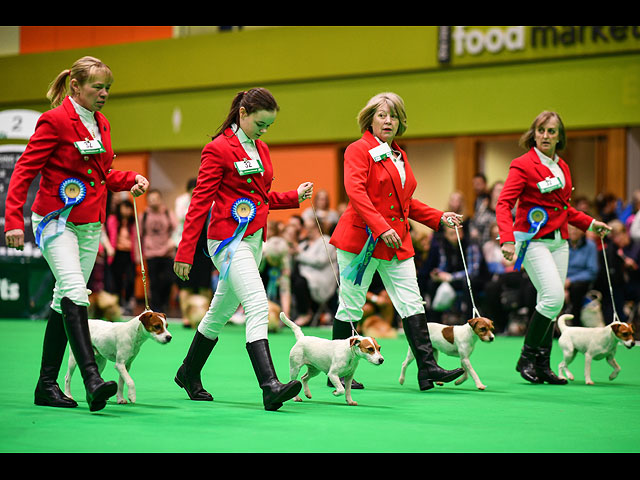 Crufts Dog Show 2020: собаки со всего мира на выставке в Бирменгеме. Фоторепортаж