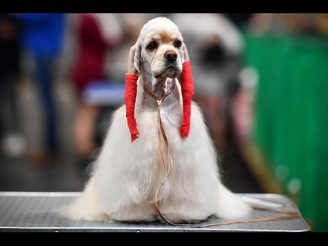 Crufts Dog Show 2020: собаки со всего мира на выставке в Бирменгеме. Фоторепортаж