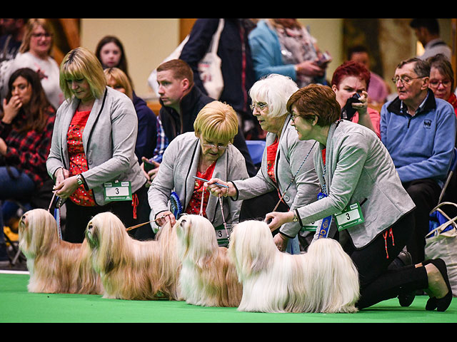 Crufts Dog Show 2020: собаки со всего мира на выставке в Бирменгеме. Фоторепортаж