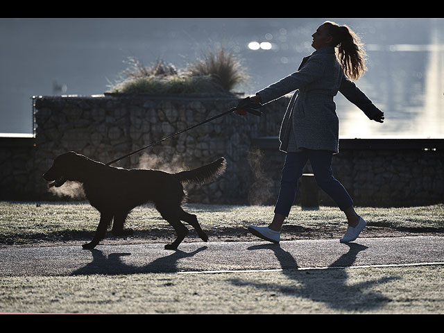 Crufts Dog Show 2020: собаки со всего мира на выставке в Бирменгеме. Фоторепортаж