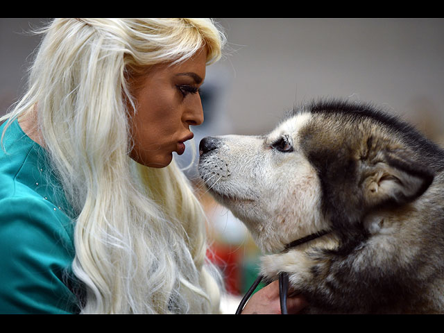 Crufts Dog Show 2020: собаки со всего мира на выставке в Бирменгеме. Фоторепортаж