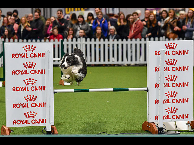 Crufts Dog Show 2020: собаки со всего мира на выставке в Бирменгеме. Фоторепортаж