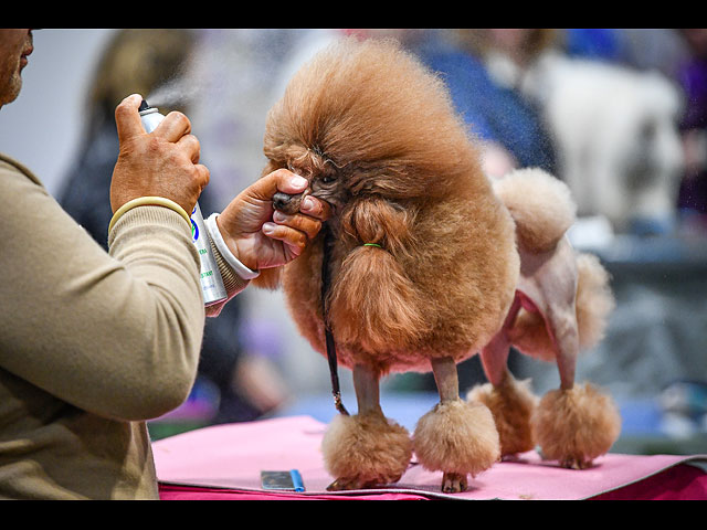 Crufts Dog Show 2020: собаки со всего мира на выставке в Бирменгеме. Фоторепортаж