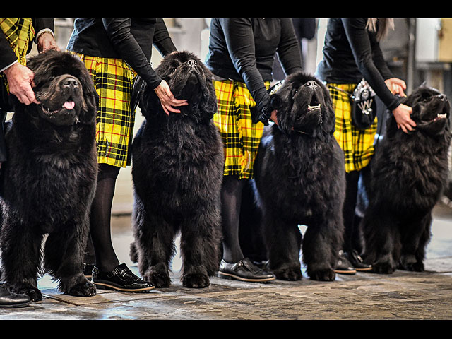 Crufts Dog Show 2020: собаки со всего мира на выставке в Бирменгеме. Фоторепортаж