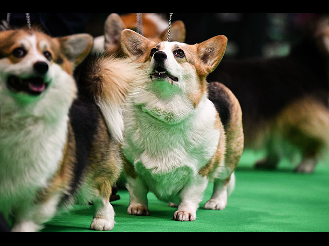 Crufts Dog Show 2020: собаки со всего мира на выставке в Бирменгеме. Фоторепортаж