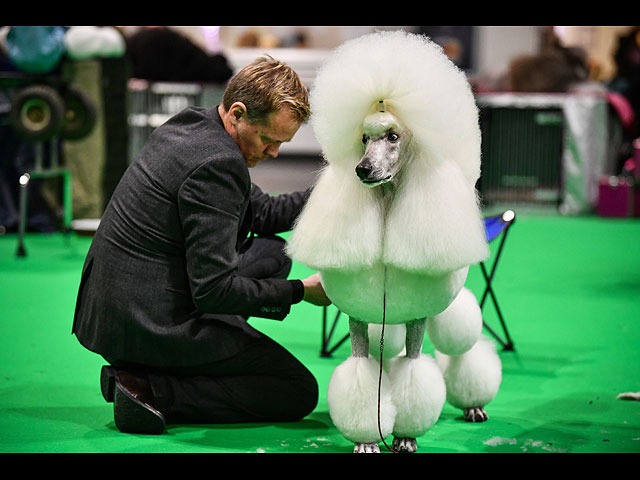 Crufts Dog Show 2020: собаки со всего мира на выставке в Бирменгеме. Фоторепортаж