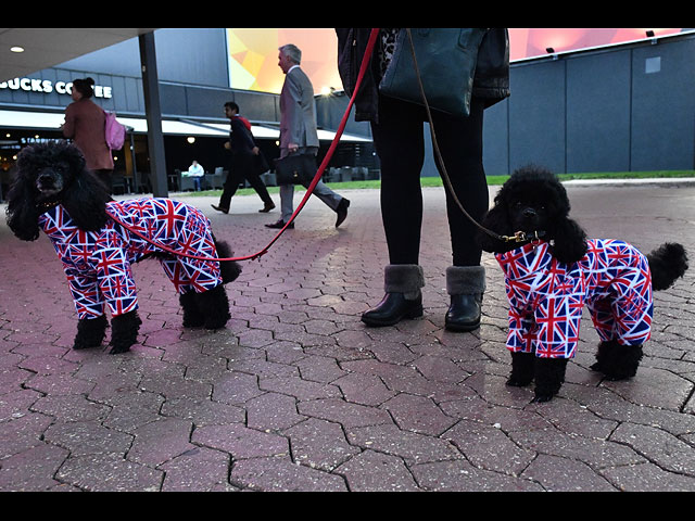 Crufts Dog Show 2020: собаки со всего мира на выставке в Бирменгеме. Фоторепортаж