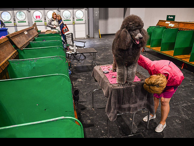 Crufts Dog Show 2020: собаки со всего мира на выставке в Бирменгеме. Фоторепортаж