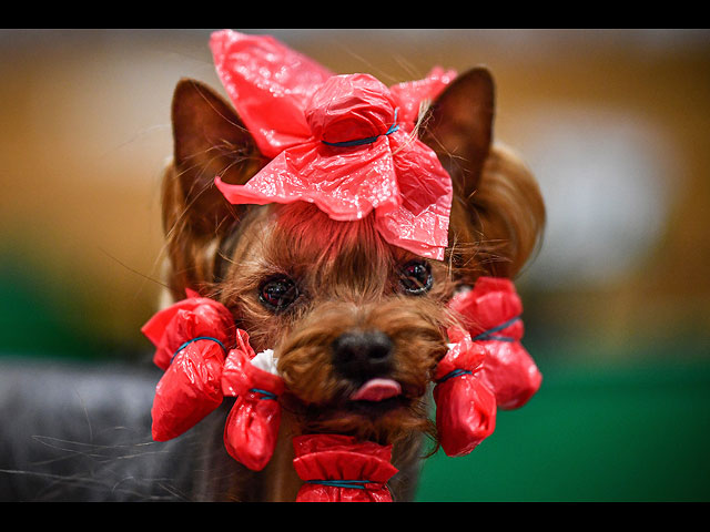 Crufts Dog Show 2020: собаки со всего мира на выставке в Бирменгеме. Фоторепортаж