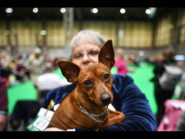 Crufts Dog Show 2020: собаки со всего мира на выставке в Бирменгеме. Фоторепортаж