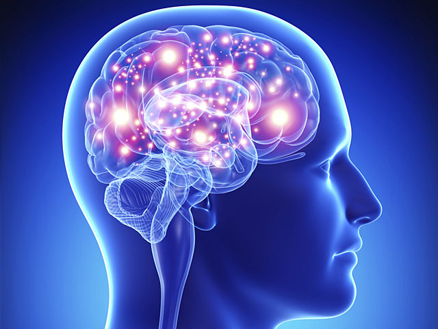 Ученые: мозг конфликтных людей здоровее и надежней, чем у покладистых